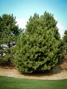 Сосна Чёрная (Pinus Nigra) купить по цене от 270.00р. в интернет-магазине «Посадика» с доставкой почтой в в Западная Двинае и по всей России – [изображение №1].