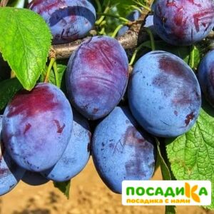 Слива Чачакская ранняя купить по цене от 229.00р. в интернет-магазине «Посадика» с доставкой почтой в в Западная Двинае и по всей России – [изображение №1].