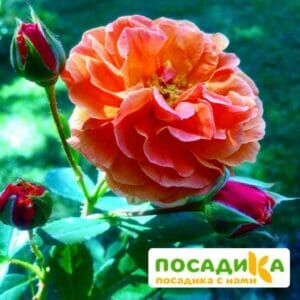 Роза Арабия купить по цене от 350.00р. в интернет-магазине «Посадика» с доставкой почтой в в Западная Двинае и по всей России – [изображение №1].