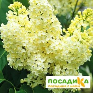 Сирень Примроуз (Primrose) купить по цене от 529.00р. в интернет-магазине «Посадика» с доставкой почтой в в Западная Двинае и по всей России – [изображение №1].