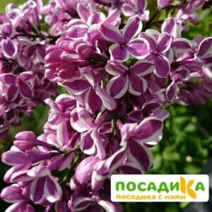 Сирень Сенсация купить по цене от 529.00р. в интернет-магазине «Посадика» с доставкой почтой в в Западная Двинае и по всей России – [изображение №1].