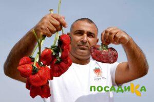 Клубника Гигант Джорнея купить по цене от 266р. в интернет-магазине «Посадика» с доставкой почтой в в Западная Двинае и по всей России – [изображение №1].