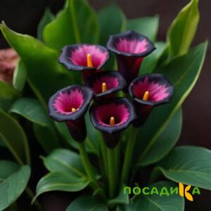 Калла Аура Лейс купить по цене от 400р. в интернет-магазине «Посадика» с доставкой почтой в в Западная Двинае и по всей России – [изображение №1].