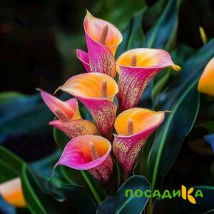 Калла Оникс купить по цене от 450р. в интернет-магазине «Посадика» с доставкой почтой в в Западная Двинае и по всей России – [изображение №1].