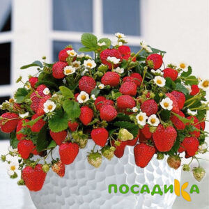 Клубника Рубиновый Шепот (горшечная) купить по цене от 240р. в интернет-магазине «Посадика» с доставкой почтой в в Западная Двинае и по всей России – [изображение №1].