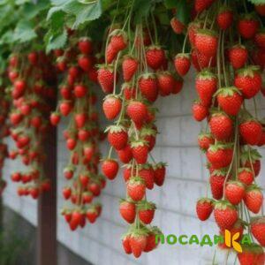 Клубника вьющаяся Комплимент купить по цене от 470р. в интернет-магазине «Посадика» с доставкой почтой в в Западная Двинае и по всей России – [изображение №1].
