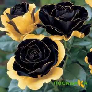 Роза Ханни Сикл купить по цене от 700р. в интернет-магазине «Посадика» с доставкой почтой в в Западная Двинае и по всей России – [изображение №1].