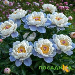Пион акварельный Этюд купить по цене от 806р. в интернет-магазине «Посадика» с доставкой почтой в в Западная Двинае и по всей России – [изображение №1].