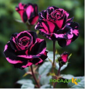 Роза Багровый Шепот купить по цене от 366р. в интернет-магазине «Посадика» с доставкой почтой в в Западная Двинае и по всей России – [изображение №1].