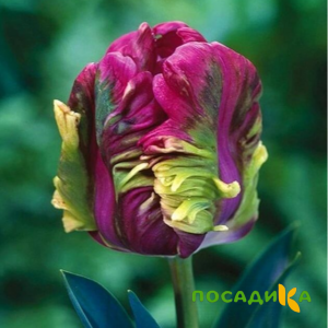 Тюльпан Экзотик Хэвен купить по цене от 186р. в интернет-магазине «Посадика» с доставкой почтой в в Западная Двинае и по всей России – [изображение №1].