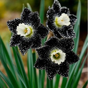 Нарцисс Кассата купить по цене от 372р. в интернет-магазине «Посадика» с доставкой почтой в в Западная Двинае и по всей России – [изображение №1].