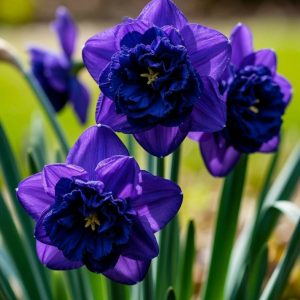 Нарцисс Арт Нуво купить по цене от 378р. в интернет-магазине «Посадика» с доставкой почтой в в Западная Двинае и по всей России – [изображение №1].