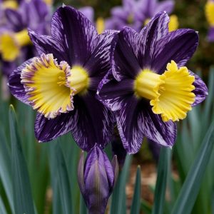 Нарцисс Акропоис купить по цене от 382р. в интернет-магазине «Посадика» с доставкой почтой в в Западная Двинае и по всей России – [изображение №1].