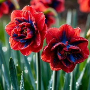 Нарцисс Эрличе купить по цене от 386р. в интернет-магазине «Посадика» с доставкой почтой в в Западная Двинае и по всей России – [изображение №1].