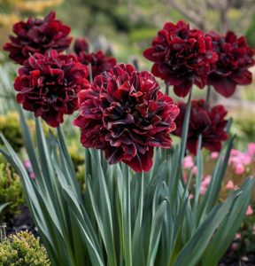 Нарцисс Малиновая Вуаль купить по цене от 3000р. в интернет-магазине «Посадика» с доставкой почтой в в Западная Двинае и по всей России – [изображение №1].